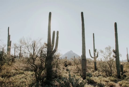 Unforgettable Adventures Await: Exploring Chandler's Top Attractions and Activities